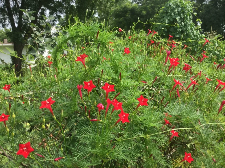 cypress vine 1200